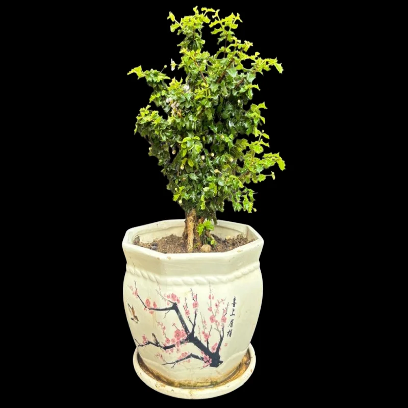 MALPIGHIA COCCIGERA HAVTHORN